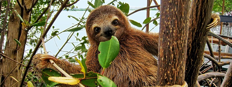 Baby sloth eating mangrove leaf Smiling baby Brown-throated Three-toed sloth in the mangrove, Caribbean, Costa Rica
