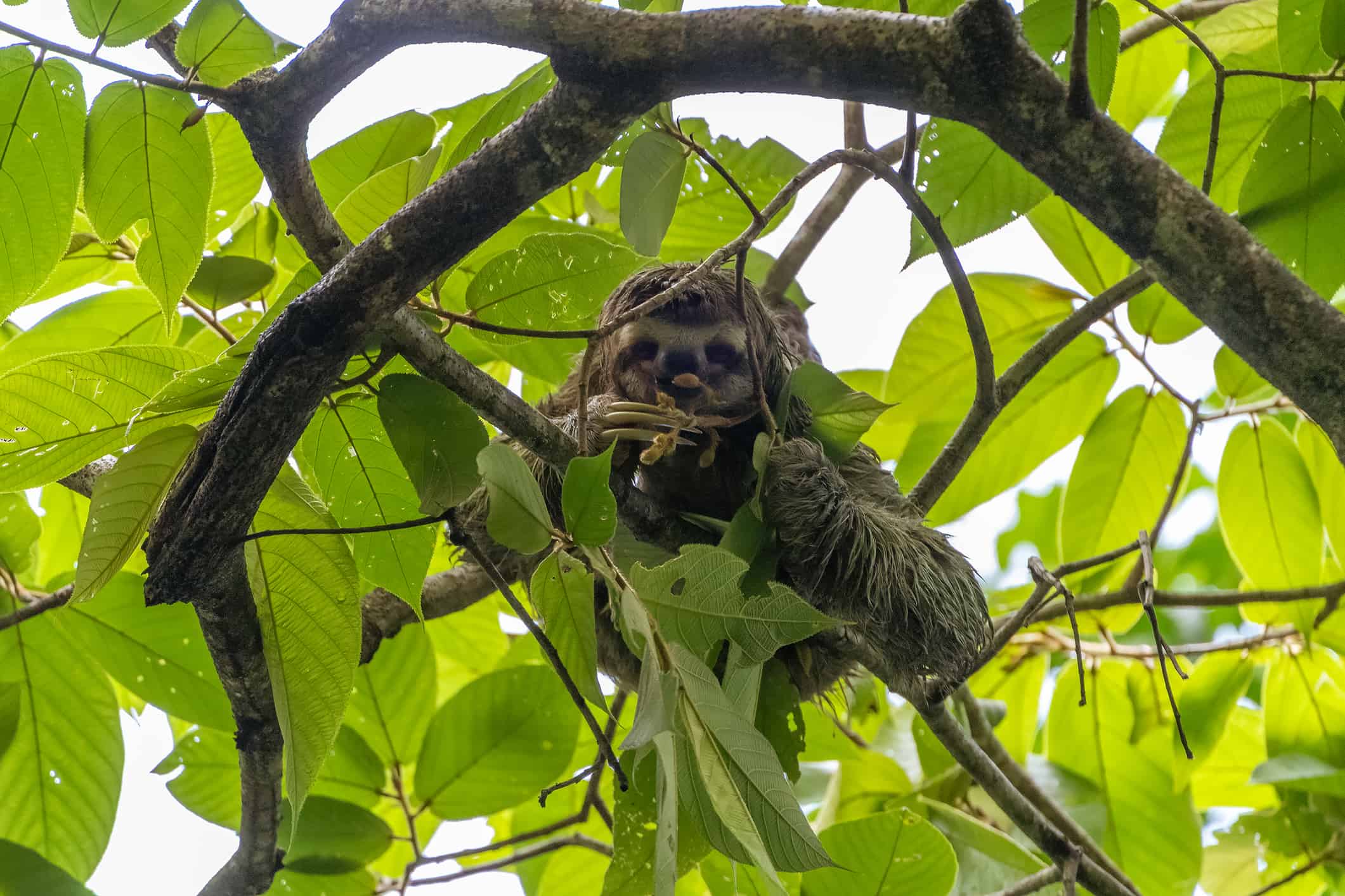 Three-toed Sloth (Bradypus infuscatus), taken in Costa Rica Three-toed Sloth (Bradypus infuscatus), taken in Costa Rica