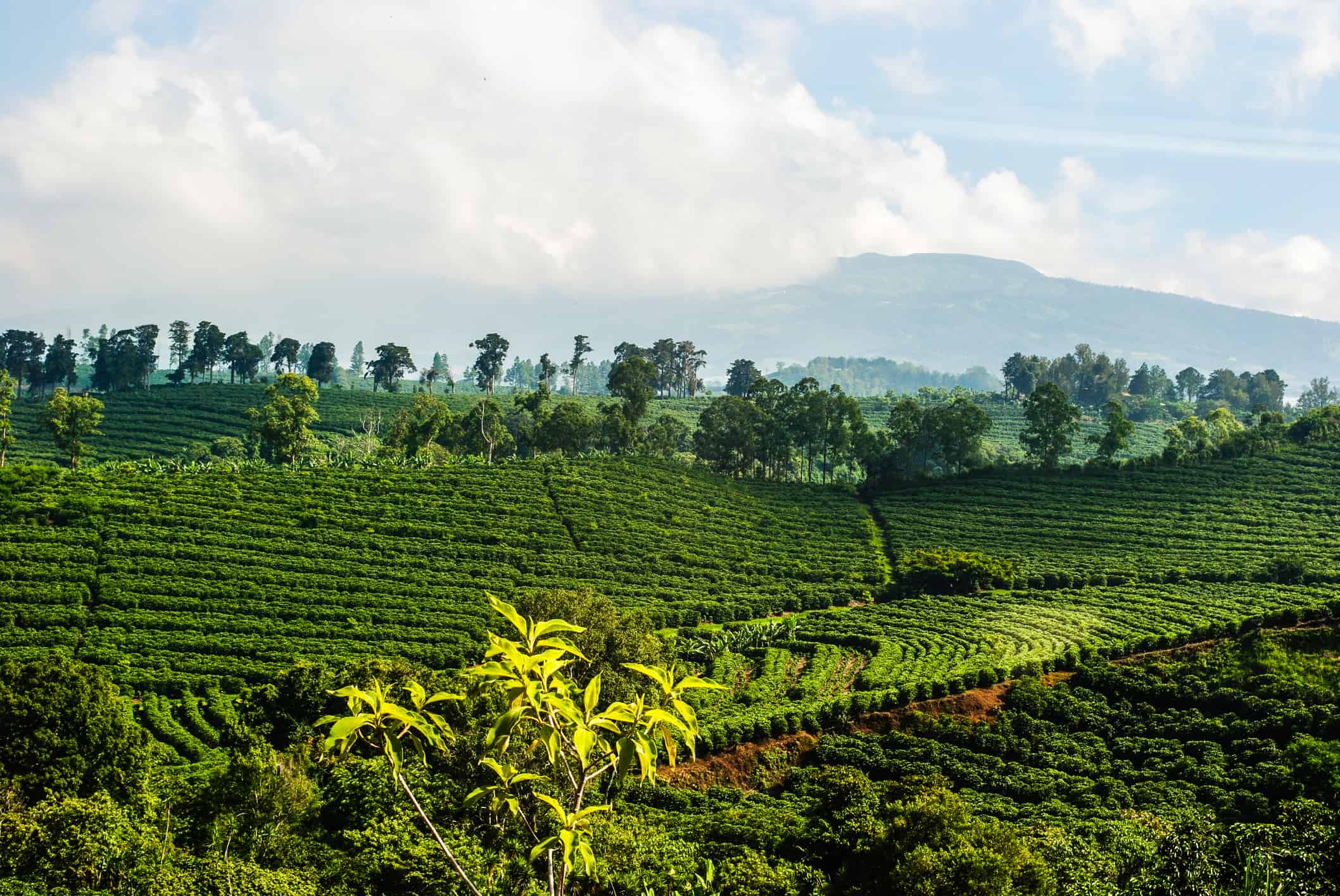 Costa Rica Coffee Plantation Photogrpah of a Costa Rican coffee plantation located high in the mountains. Example of intensive agricultural practice.