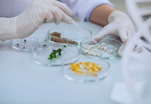 Smart bioengineer doing a test with seeds My seeds. Professional experienced biologist doing a test with seeds while working in the lab