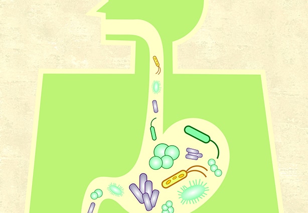 GutMicrobiomeCartoon_l_71911596 GutMicrobiomeCartoon_l_71911596