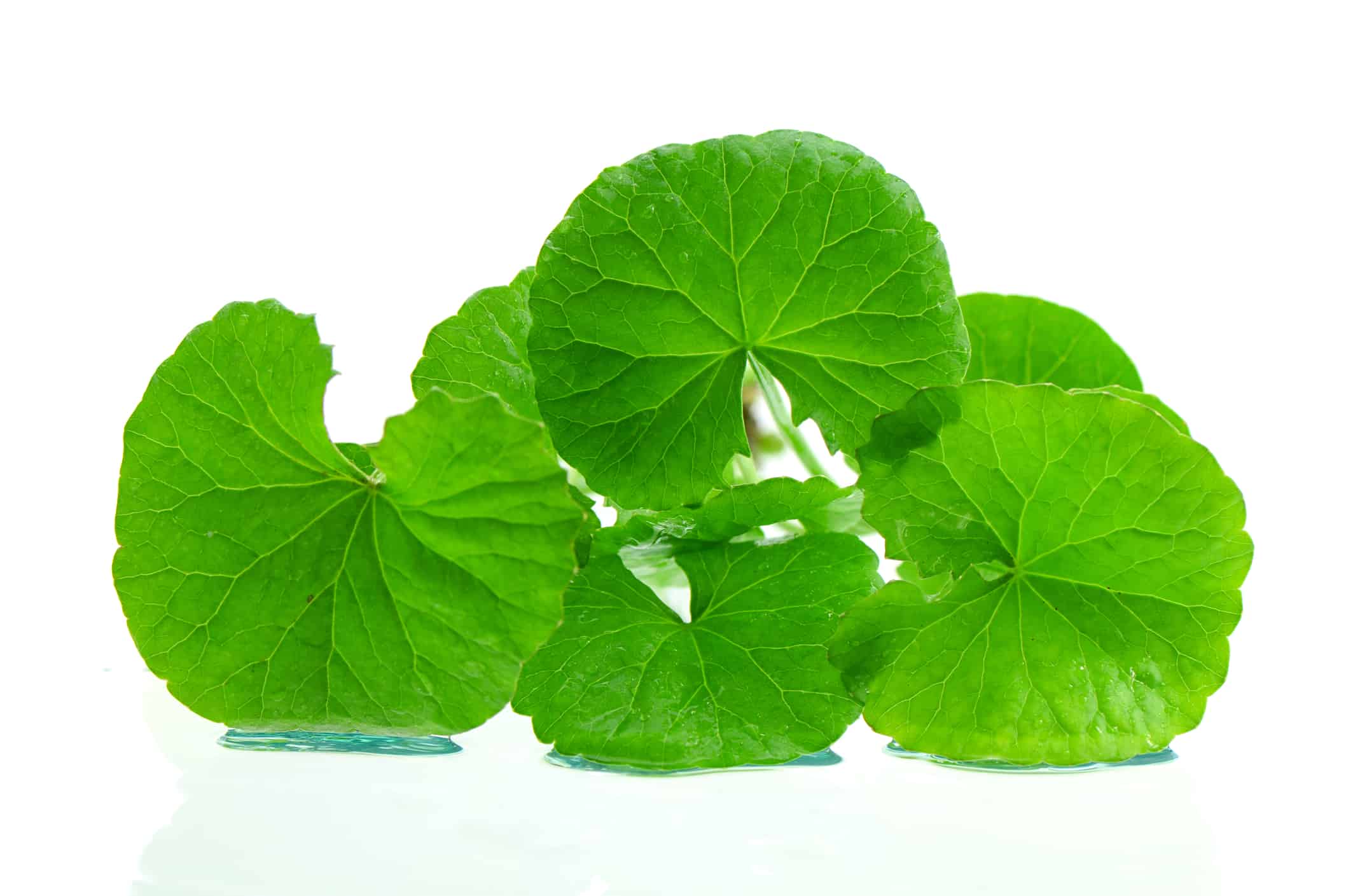 ILSI's work with The Role of Gut Derived Short Chain Fatty Acids in Human Health ILSI's work with The Role of Gut Derived Short Chain Fatty Acids in Human Health
