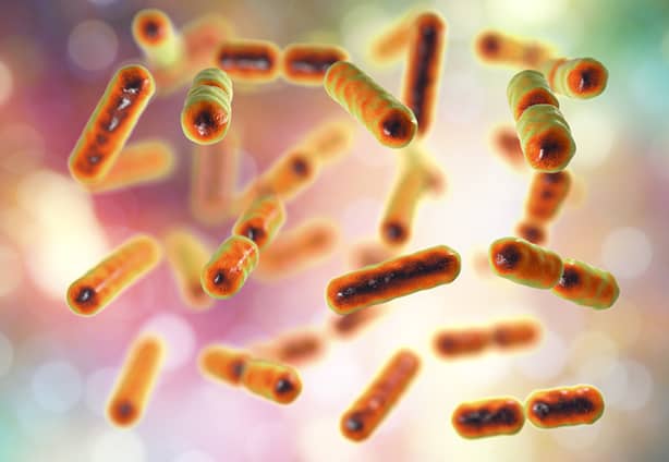 Bacteria Bacteroides fragilis, the major component of normal microbiome of human intestine Bacteria Bacteroides fragilis, one of the major components of normal microbiome of human intestine, 3D illustration