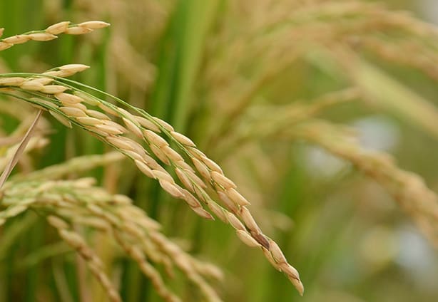 Precision Agriculture and Big Data