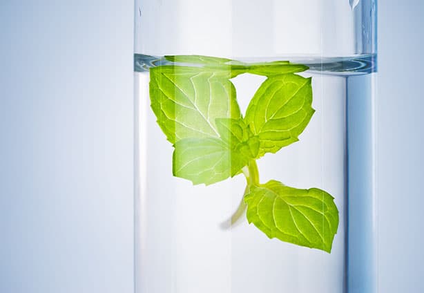 waterleaf2000 waterleaf2000